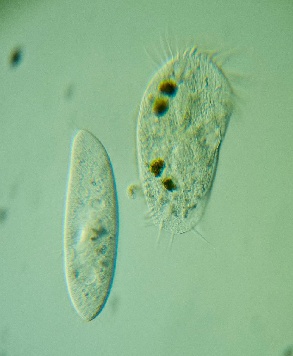 Figure 1. Two Paramecium cells viewed through a microscope. Photograph by Picturepest, CC BY 2.0, via Wikimedia Commons.