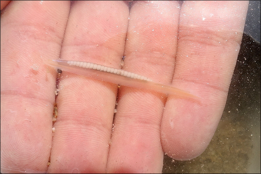 Figure 1. Amphioxus (Branchiostoma lanceolatum).