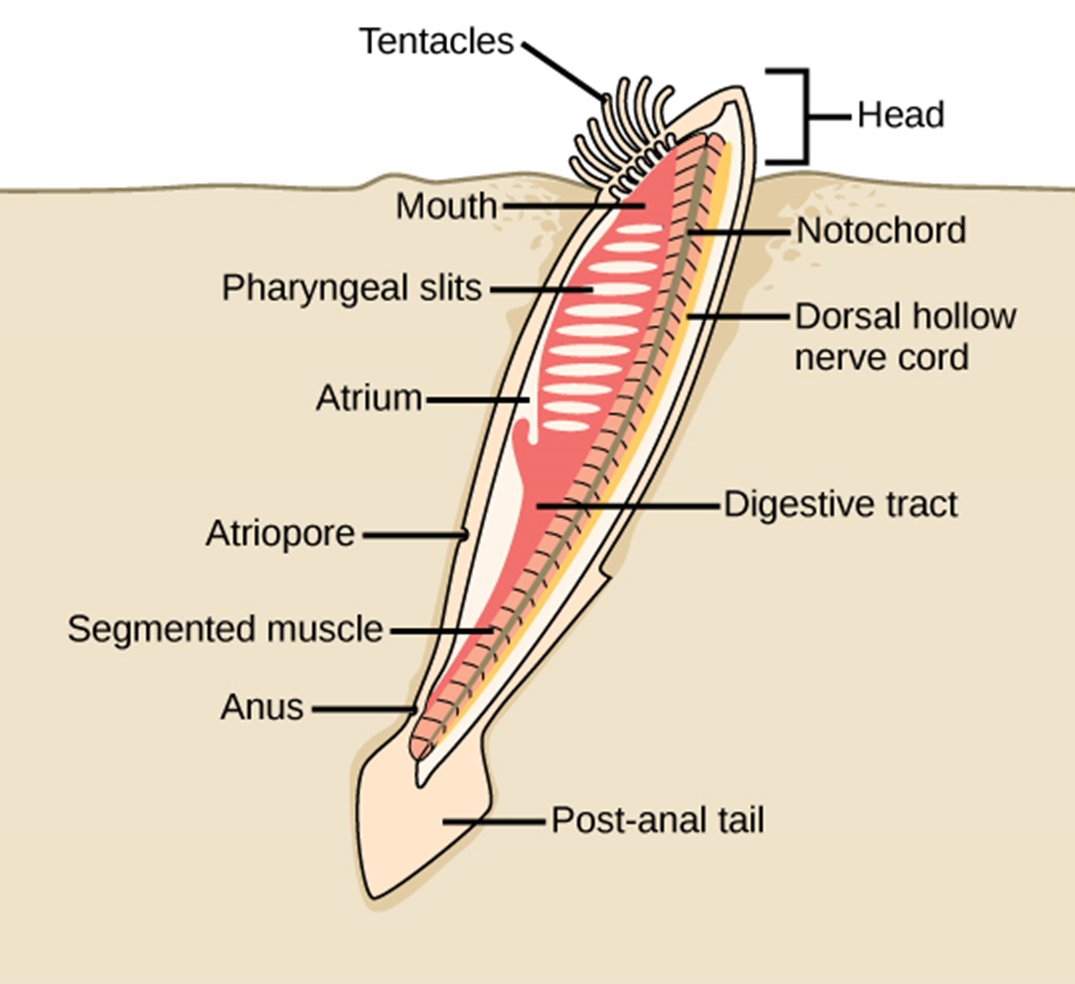 Figure 2. Amphioxus.