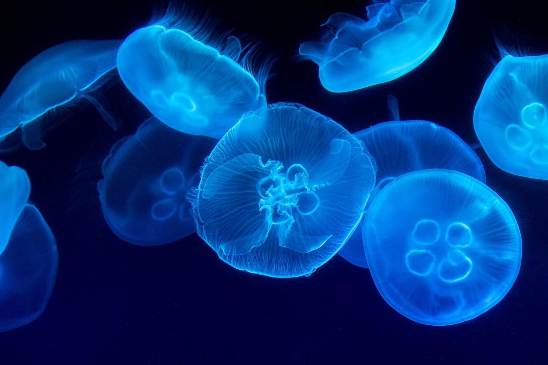 Figure 3. Jellyfish.
