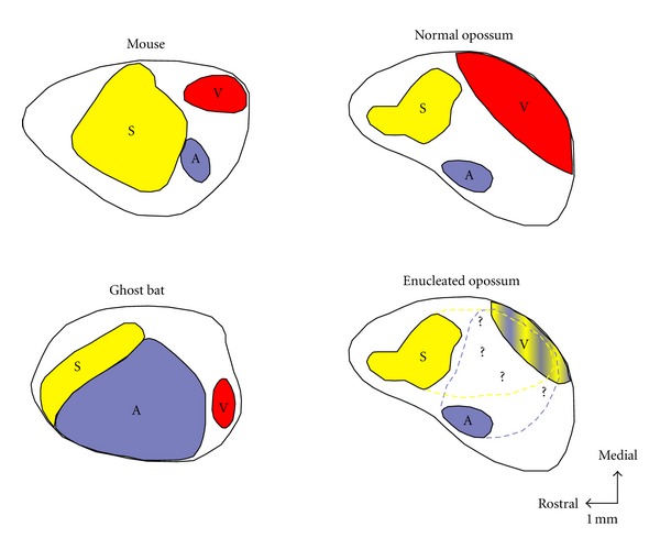 Figure 1. Primary sensory areas in the mouse, ghost bat, and opossum; lower right: an opossum deprived of vision early in development. S = somatosensory, A = auditory, V = visual. Reproduced from Figure 1 of Desgent and Ptito (2012), whose article is distributed under CC BY. Their figure is adapted from Kahn and Krubitzer (2002).
