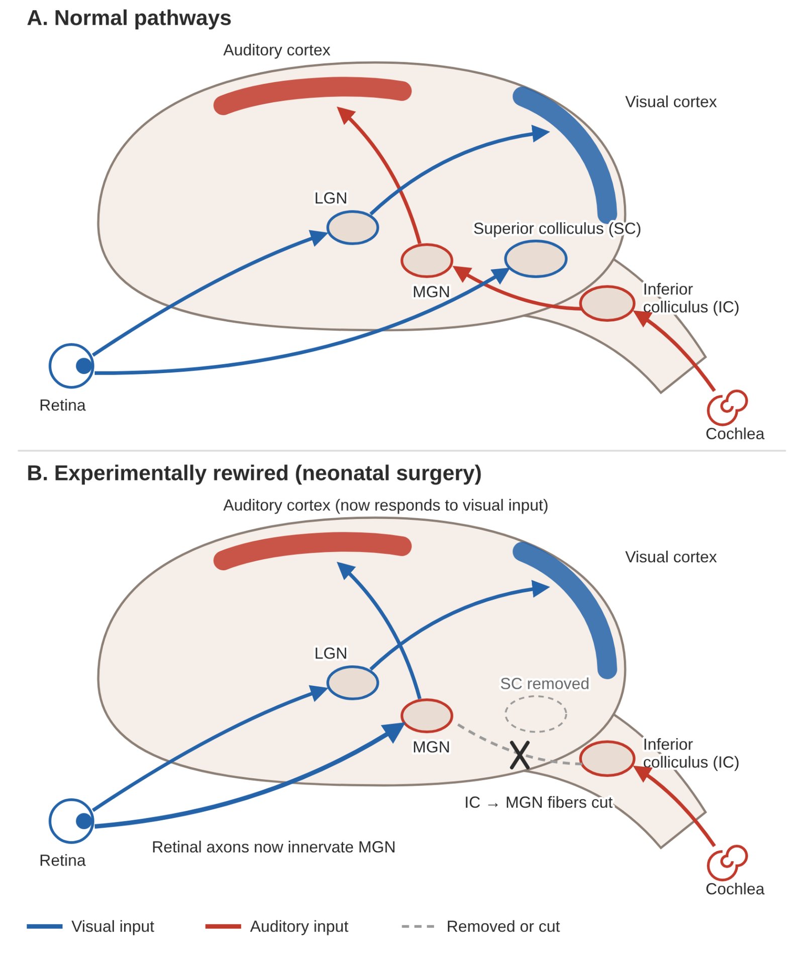 Figure 1. Selected sensory pathways in normal (A) and experimentally rewired (B) ferrets. Schematic generated with ChatGPT for About Development, based on findings from Sharma, Angelucci, and Sur (2000) and Sur and Rubenstein (2005).